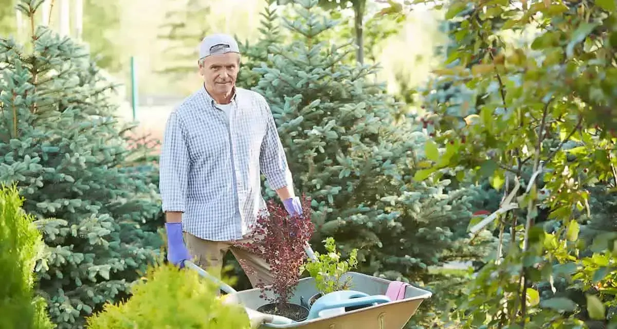 Starszy pan z taczką pełną roślin, gotowy do pracy w ogrodzie. Dobre gardening tips to podstawa pięknego ogrodu.