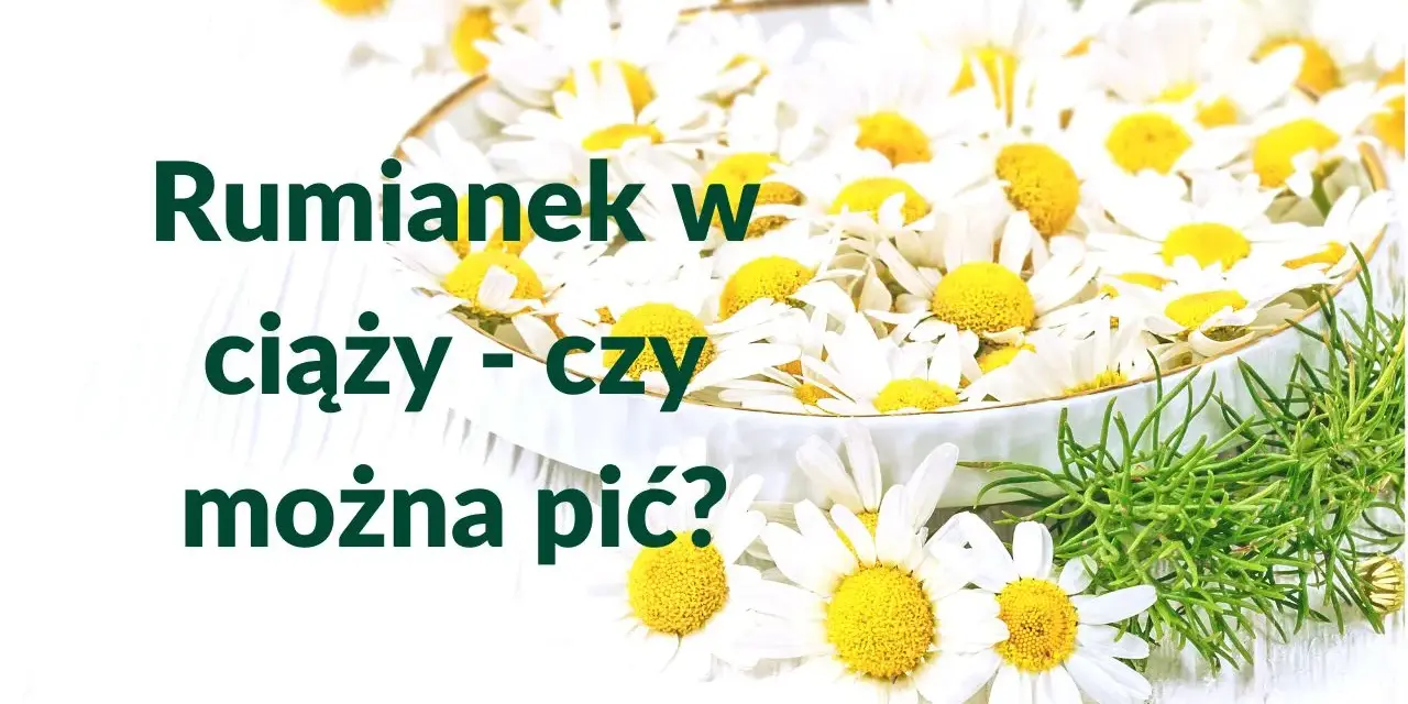 Rumianek w ciąży - czy można pić? Białe kwiaty rumianku w miseczce, symbol spokoju i natury.