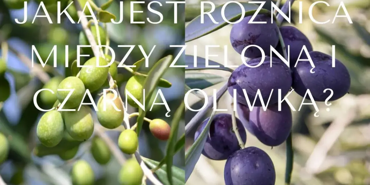 Dwa pnie drzew oliwnych z owocami w różnych kolorach: zielone i ciemnofioletowe. Różnice w kolorach oliwek.