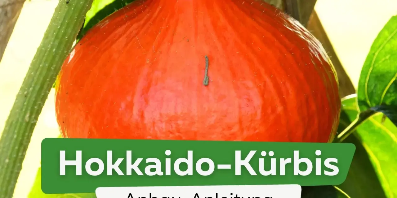 Ein leuchtend orangefarbener Hokkaido-Kürbis wächst an seiner Pflanze. Die Anleitung zum Anbau von Hokkaido-Kürbissen ist im Bild zu sehen.