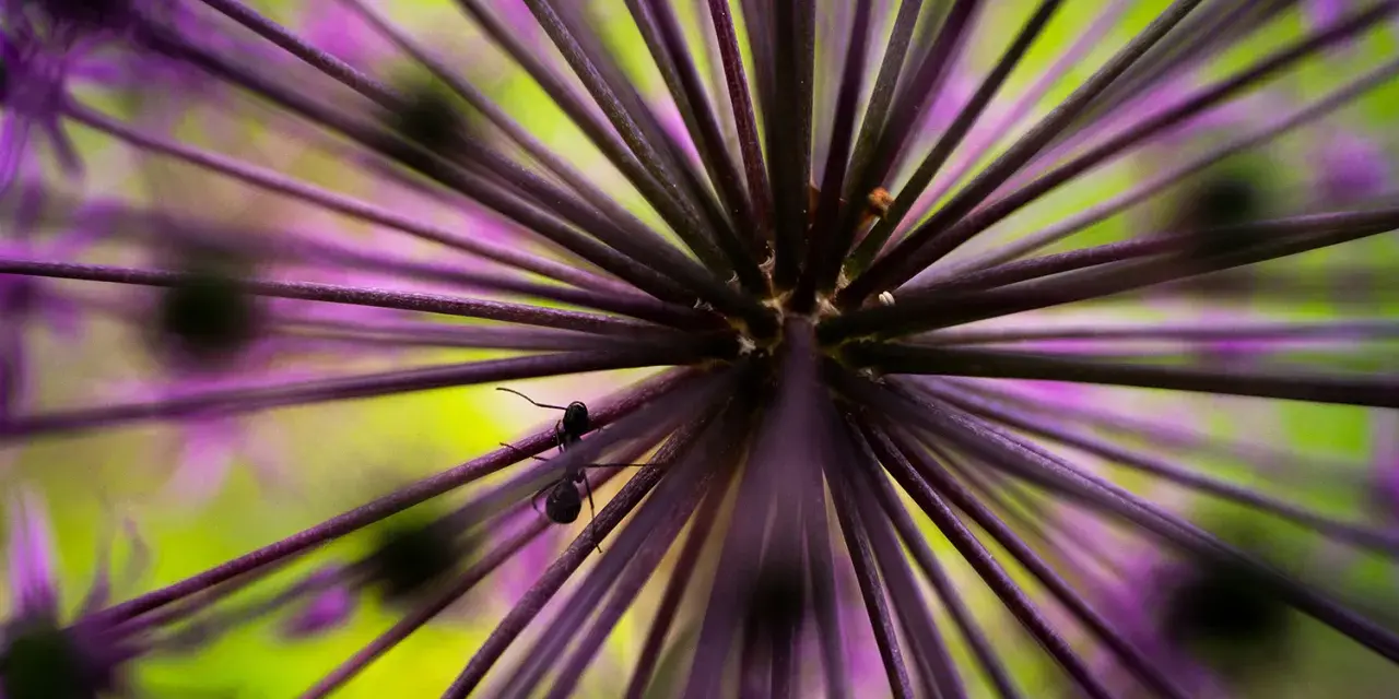 Une fourmi explore une fleur d'ail ornementale en mode macro. Les rayons violets et le fond vert vif créent un univers miniature fascinant.