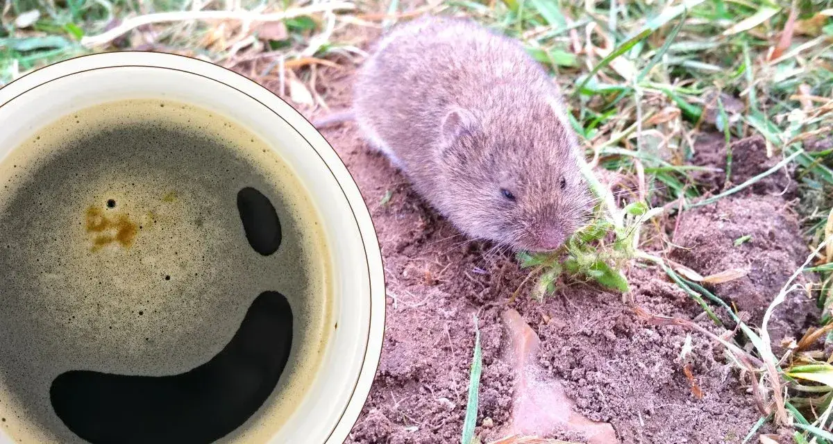 Urocza nornica chrupie trawkę obok filiżanki kawy, która wygląda jak uśmiechnięta buźka. Idealna kawa na nornice.