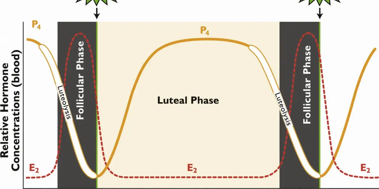 Graphique du cycle oestral d'une jument montrant les variations hormonales. Le corps jaune persistant est représenté par la courbe P4.