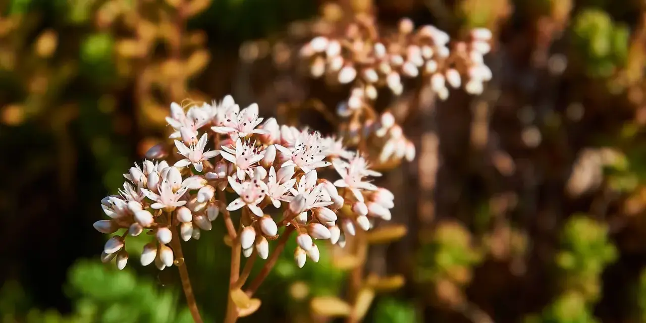 En klase av små, vita blommor från en vit fetknopp, med gröna och bruna blad i bakgrunden.