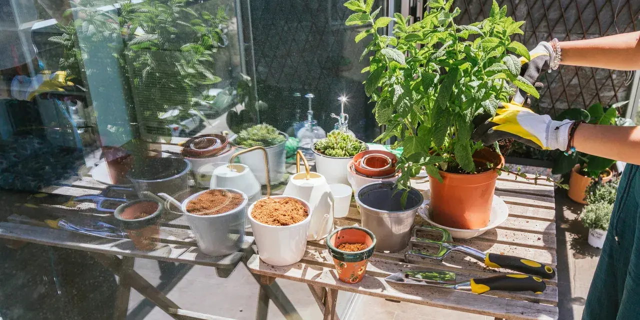 Förbereder för att odla majs i kruka. En person med gula handskar planterar en grön växt. Bordet är fullt av krukor, jord och trädgårdsredskap.