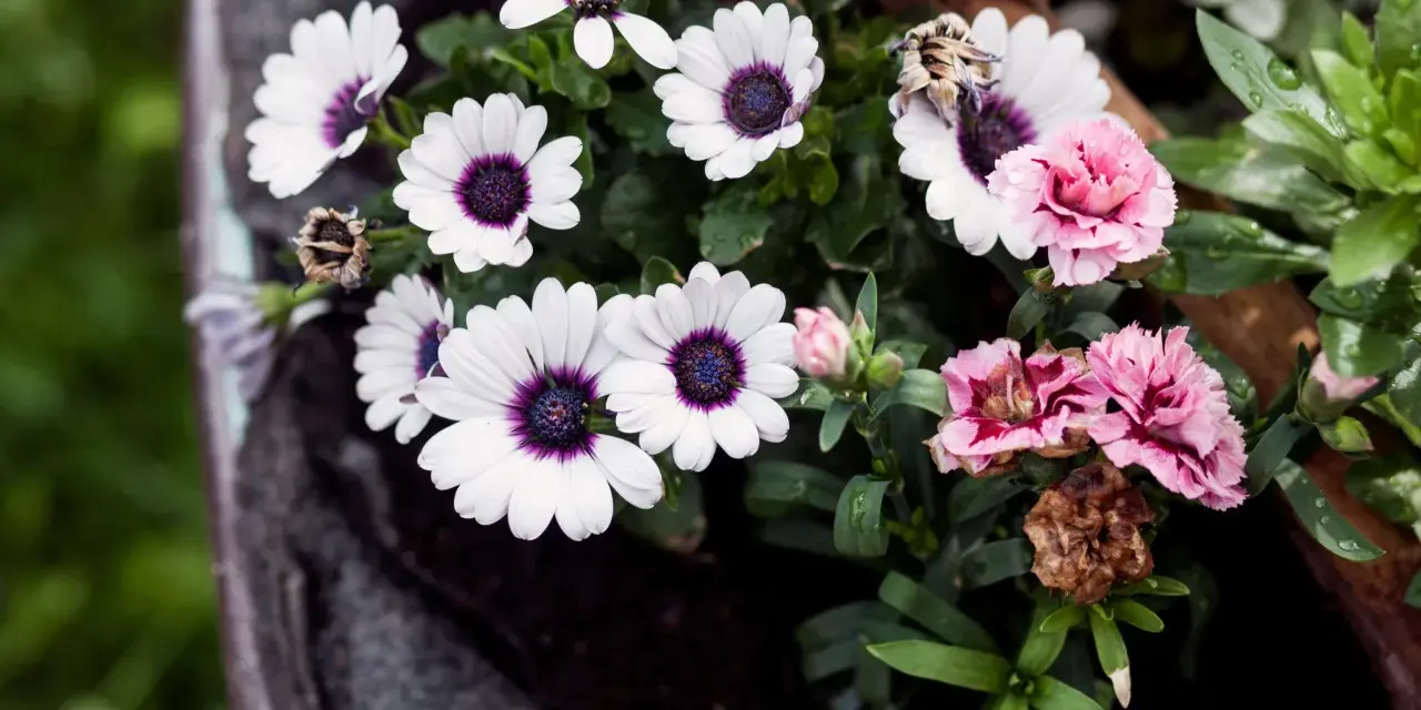 Flores para cementerio naturales: margaritas blancas con centro morado y claveles rosados, algunas marchitas, en un recipiente oscuro.