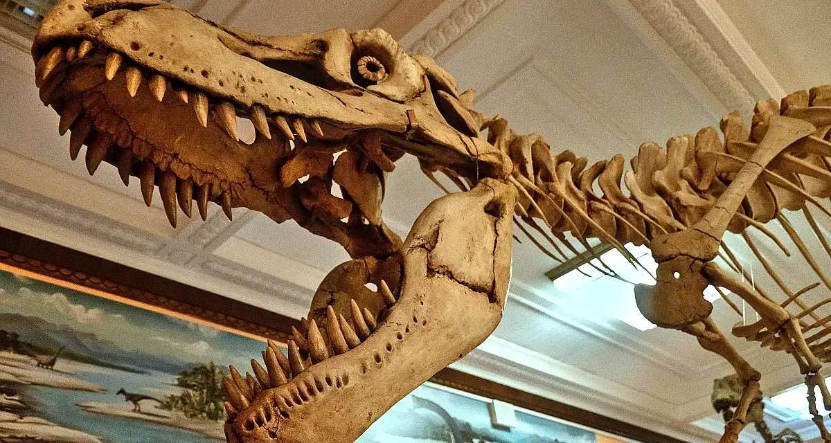 Szkielet tyranozaura w muzeum dinozaurów w Polsce. Potężna czaszka z ostrymi zębami i kręgosłupem budzą podziw.