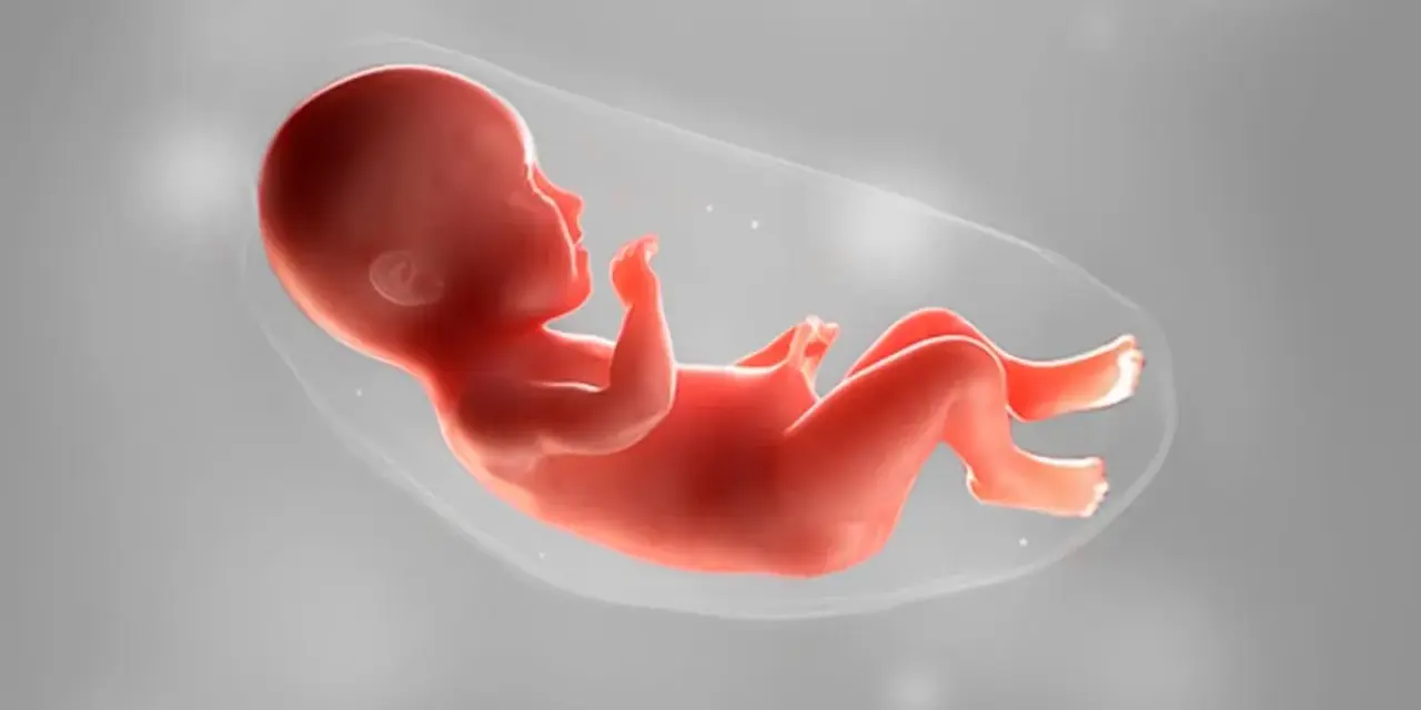 Ein Baby in 36 ssw, bereit für die Welt. Es liegt in der Fruchtblase, die Arme und Beine leicht angewinkelt.