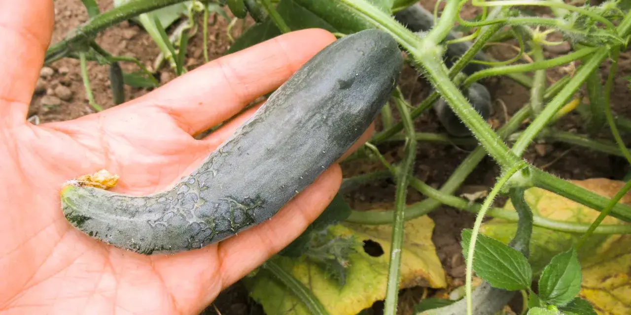 Mano che tiene un cetriolo deforme, con foglie ingiallite e segni di malattie del cetriolo sulla pianta.
