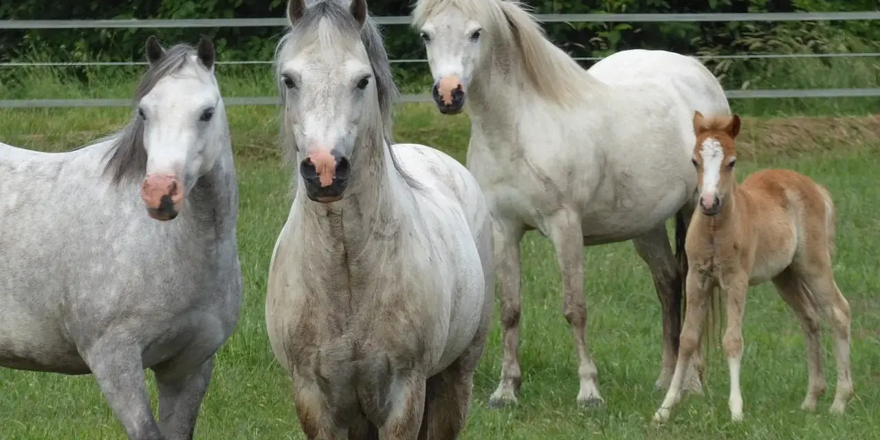 Trois chevaux, dont un poulain, de race Welsh Part Bred, se tiennent dans un pré verdoyant.