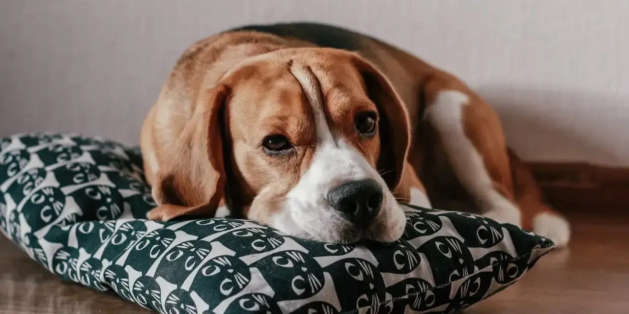 Smutny beagle leży na poduszce z kotkami. Zastanawiasz się nad beagle pies cena?