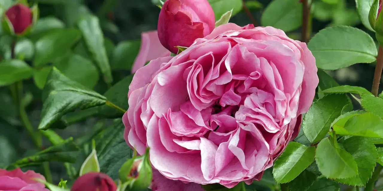 Eine üppige, rosafarbene Rose blüht neben Knospen. Ja, man kann Rosen pflanzen, wo schon Rosen waren, wenn man den Boden vorbereitet.