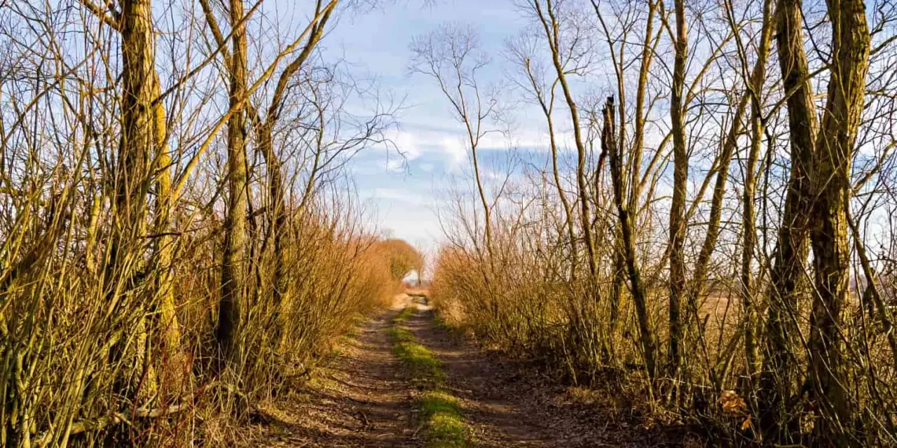 Droga przez las, gdzie drzewa tworzą naturalny tunel. W oddali widać światło, jakby zapraszając na groblę honczarowską.