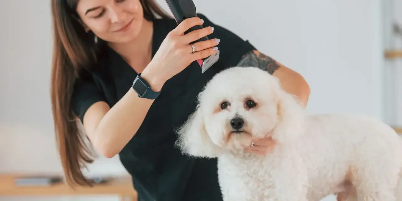 Groomerka strzyże białego psa. Zastanawiasz się, ile zarabia groomer? To zawód z pasją i potencjałem.