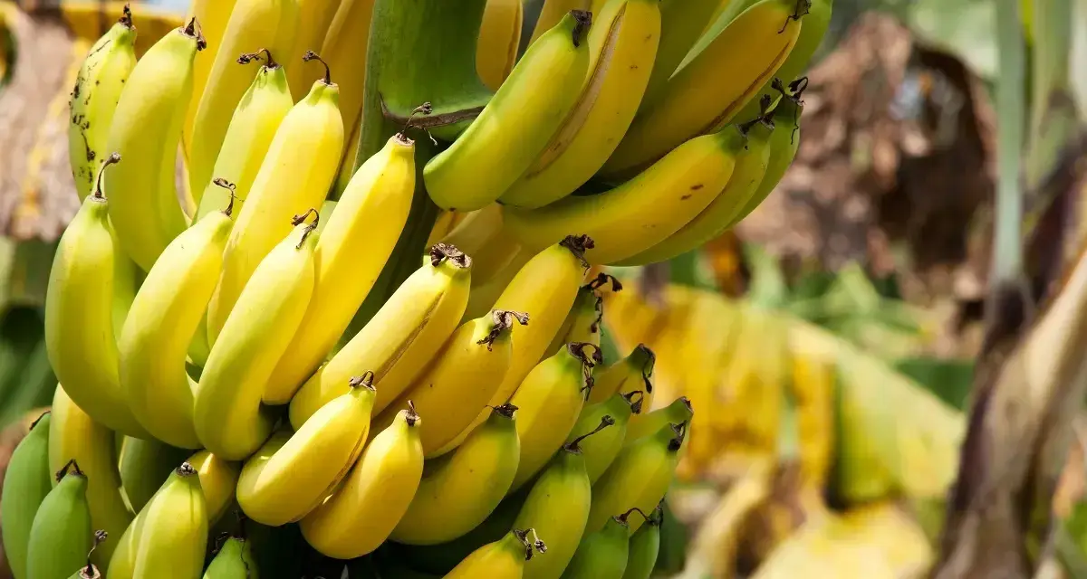Reife Bananen: So erkennst du die perfekte Frucht und ihre Vorteile