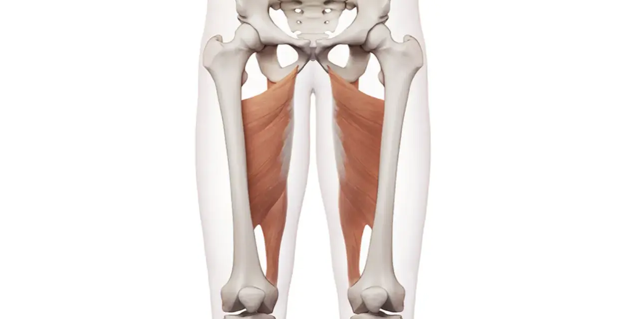 Muskler i insida lår, adductor magnus, som tränas med adductor maskin.