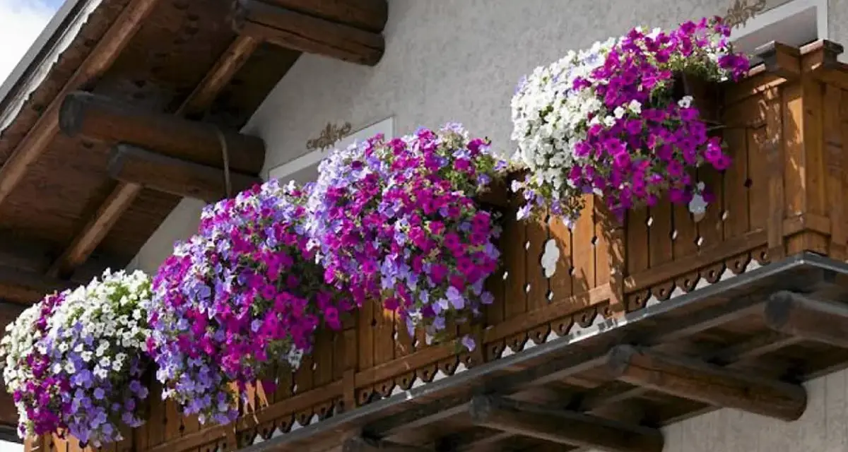 Kwiaty na balkon słoneczny i wietrzny: obfite kaskady fioletowych, różowych i białych petunii zdobią drewnianą balustradę.