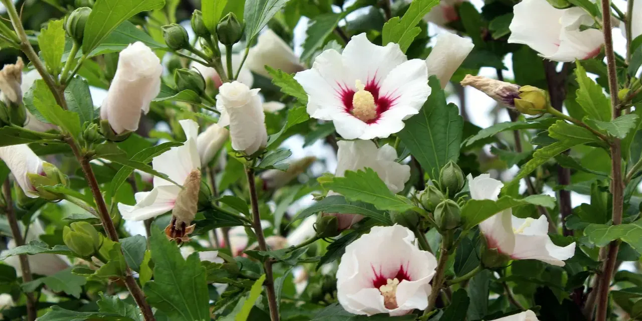 Piękne białe kwiaty hibiskusa z nasion, z czerwonymi środkami, otoczone zielonymi liśćmi i pąkami.