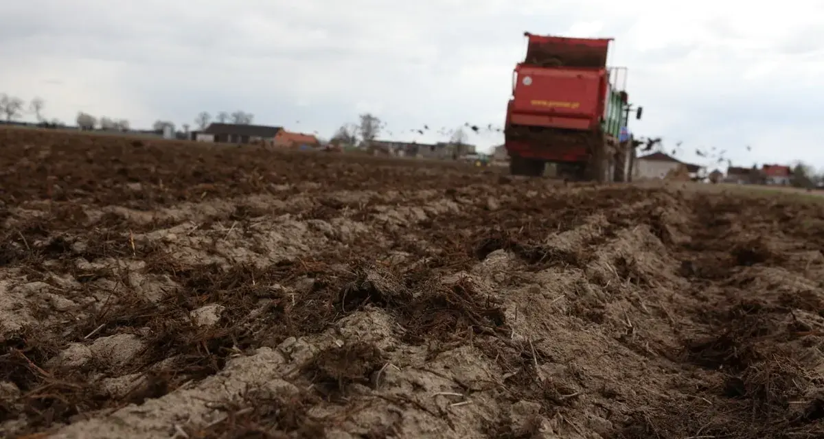 Czerwony traktor z przyczepą rozsypuje obornik na polu.
