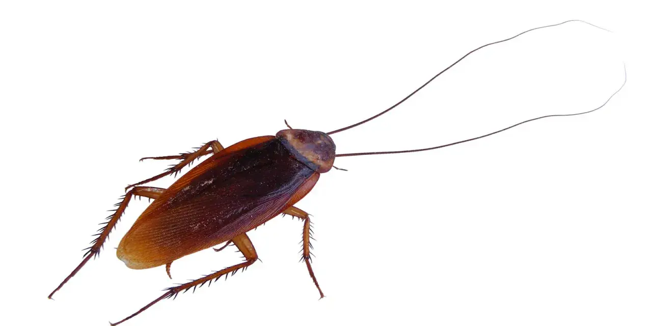 Una cucaracha de color marrón rojizo con antenas largas y patas espinosas. A pesar del frío, las cucarachas en invierno buscan refugio.