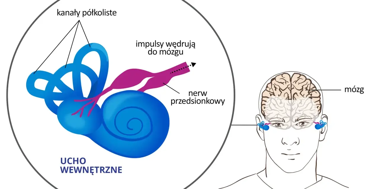 Ucho wewnętrzne z kanałami półkolistymi i ślimakiem, gdzie znajduje się błędnik. Impulsy z błędnika wędrują nerwem przedsionkowym do mózgu.