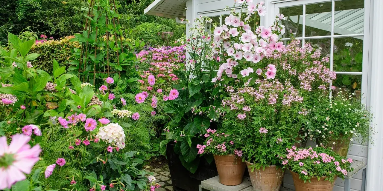 En lummig trädgård med många rosa blommor i krukor och rabatter. En stor blomstermorot i kruka dominerar vid ett vitt växthus.