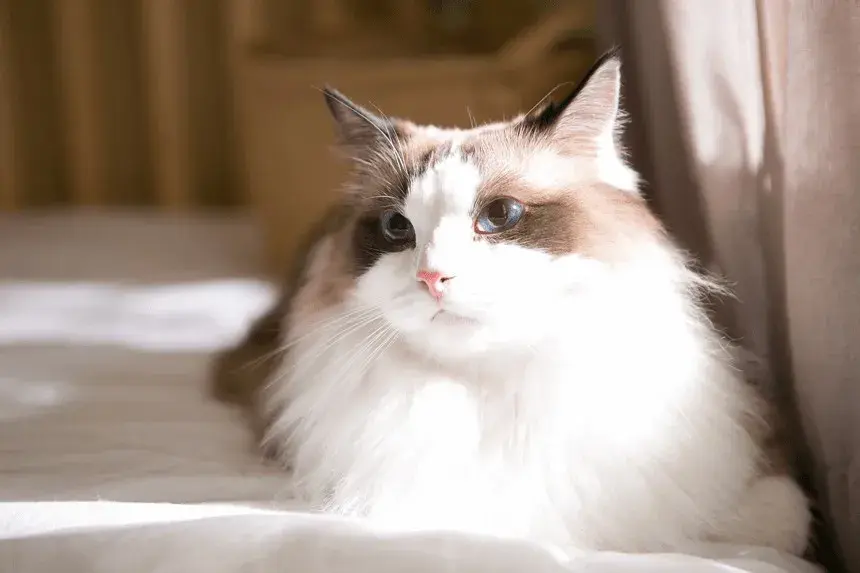 Ragdoll kotka czy kocur - odkryj różnice w ich charakterze