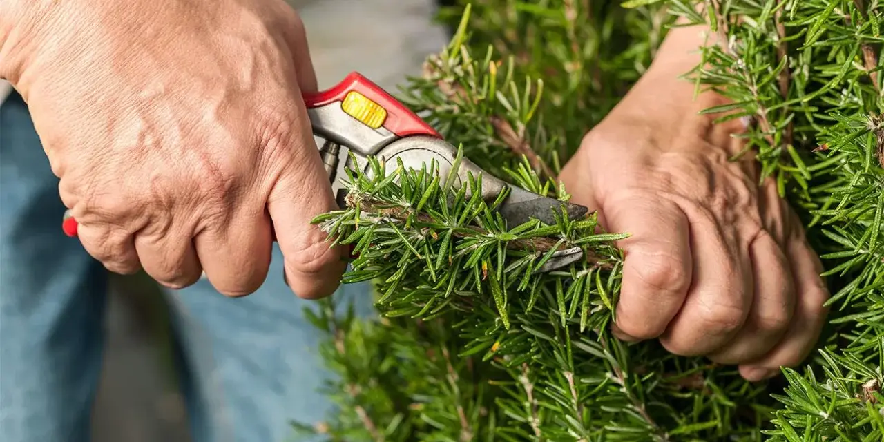 Mani che potano il rosmarino con forbici da potatura. Il momento giusto per potare il rosmarino è importante per la sua crescita.