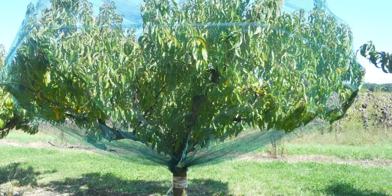Albero di pesco protetto da una rete anti-insetti, in attesa della concimazione per frutti succosi.