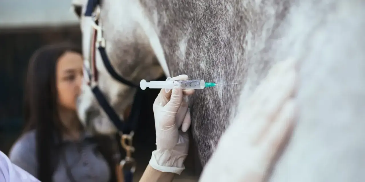 Une main gantée administre une injection à un cheval, une mesure préventive contre le tétanos. Une jeune femme observe attentivement.