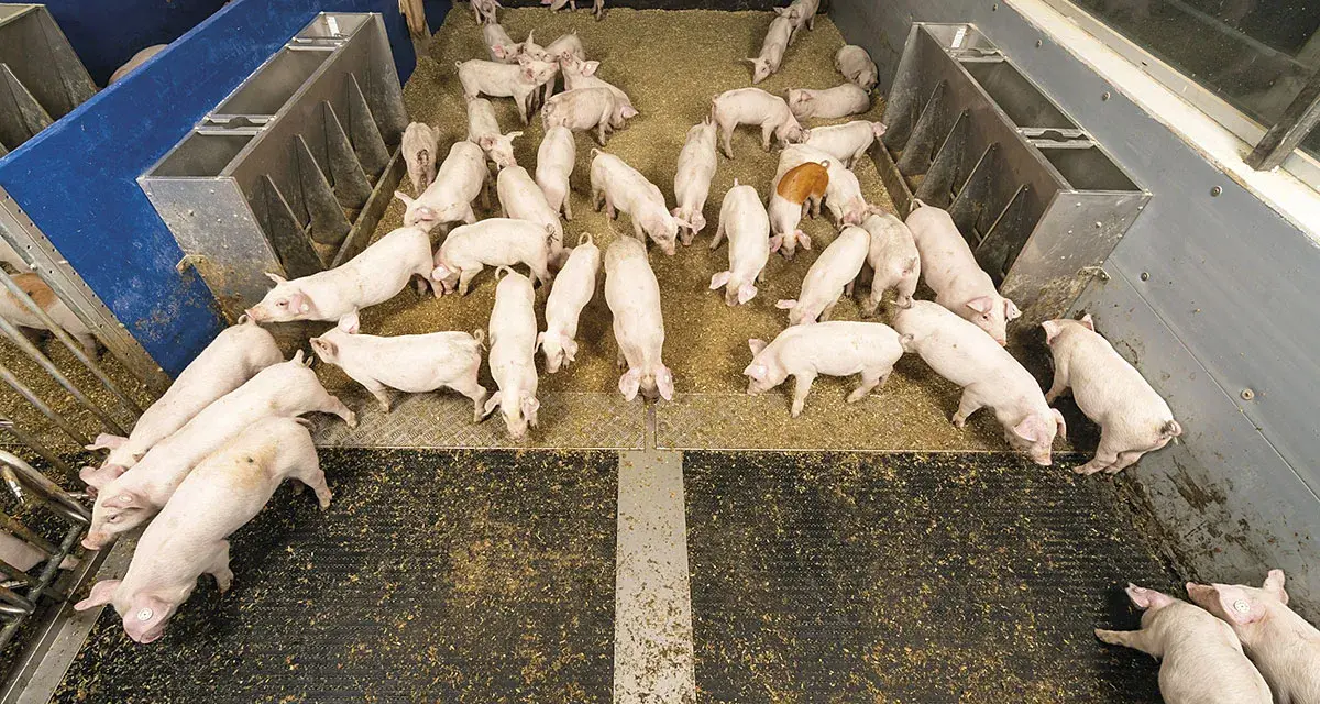 Un gruppo di maialini rosa in un recinto, un'immagine che illustra l'allevamento maiali. Alcuni mangiano, altri riposano.