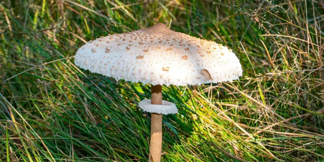 Duża, okazała czubajka kania na łodydze, otoczona zieloną trawą. Idealny czas, kiedy jest sezon na kanie, by wybrać się na grzyby.