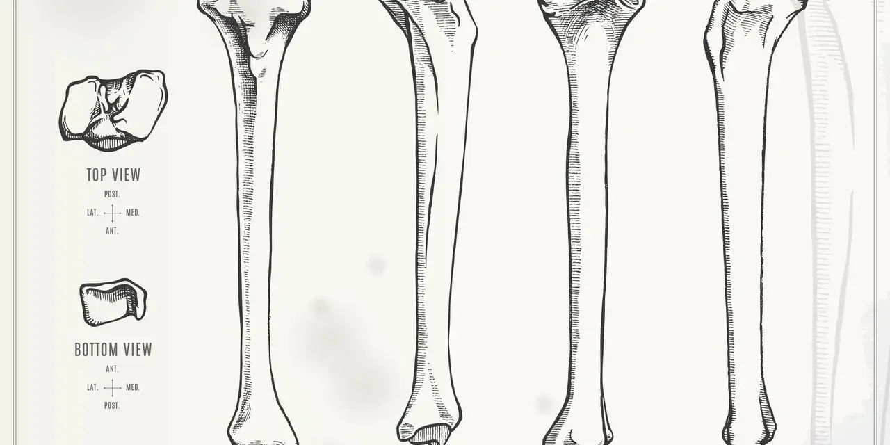 Ilustracja przedstawia prawą kość piszczelową i strzałkową z różnych perspektyw: widok z góry, z dołu, z przodu, z boku, z tyłu i od wewnątrz.