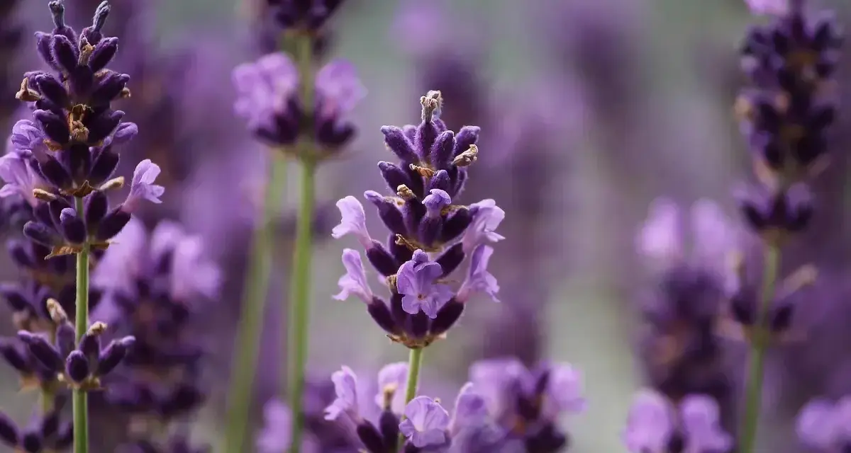 Flores de lavanda, conocidas por ser plantas que ahuyentan los mosquitos, con sus espigas púrpuras en primer plano y un fondo difuminado.
