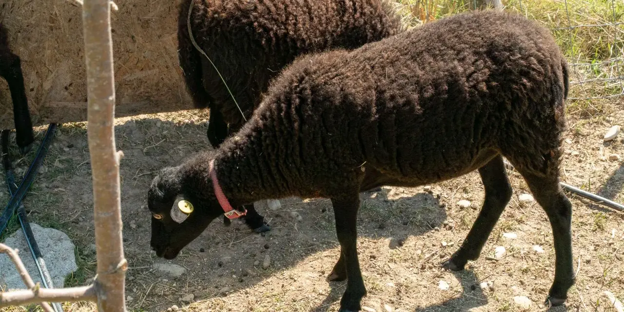 Due pecore nere, una con collare rosa, pascolano in un recinto. Chissà quanto vivono le pecore in queste condizioni.