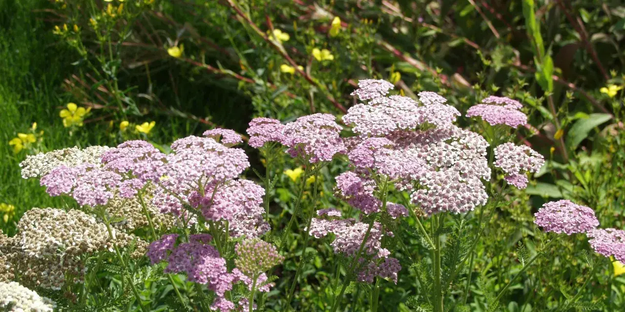 Zarte rosa und weiße Schafgarbenblüten stehen im sonnigen Garten. Der ideale schafgarbe standort ist sonnig und trocken.