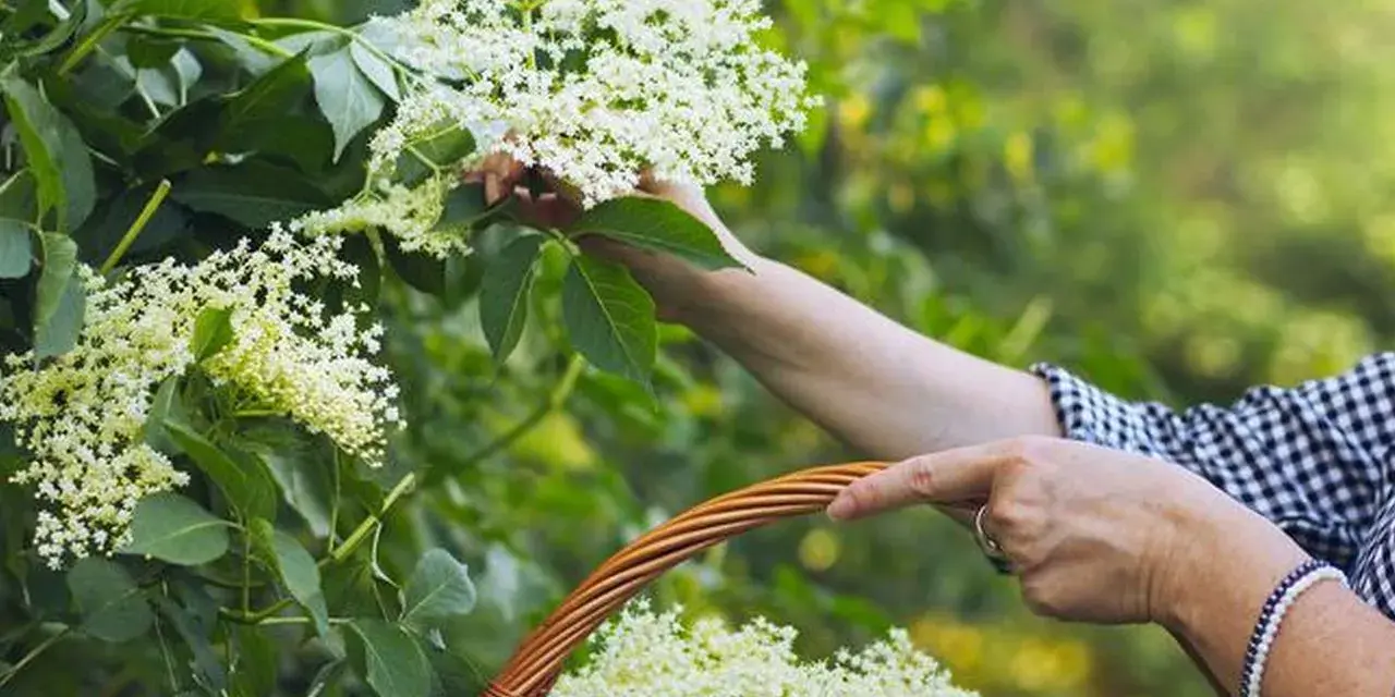 Zbieranie kwiatów czarnego bzu do koszyka, by dowiedzieć się, jak parzyć ten aromatyczny napar.