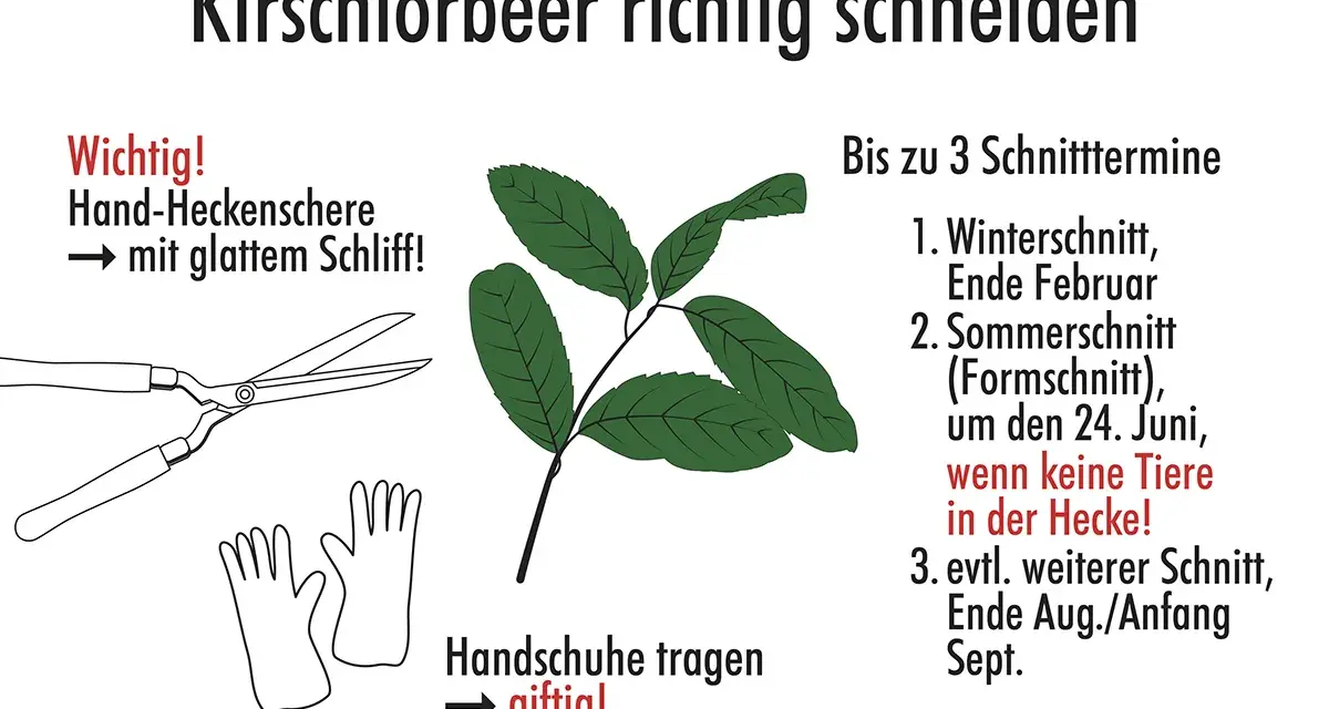 Anleitung zum Kirschlorbeer schneiden: Werkzeuge (Heckenschere, Handschuhe) und Schnitttermine (Winter, Sommer, Spätsommer) werden gezeigt.