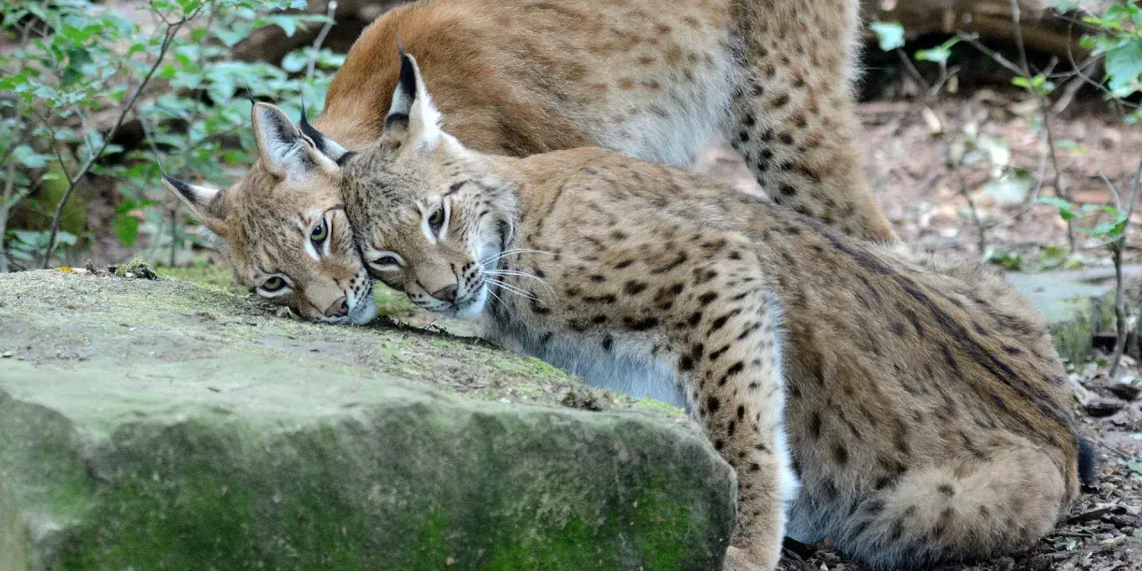 Deux lynx se blottissent l'un contre l'autre. Le poids d'un lynx adulte peut surprendre, mais ces félins sont agiles.