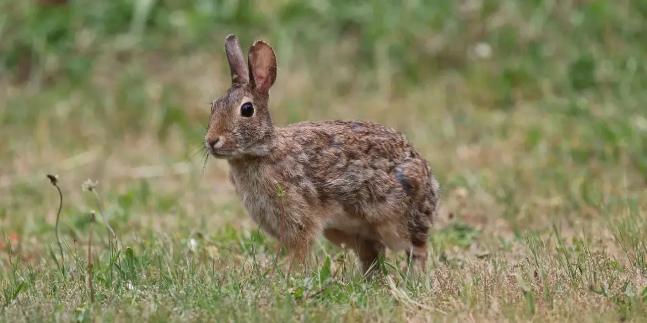 Un pequeño conejo de pelaje marrón y moteado se detiene en la hierba, atento a su entorno.