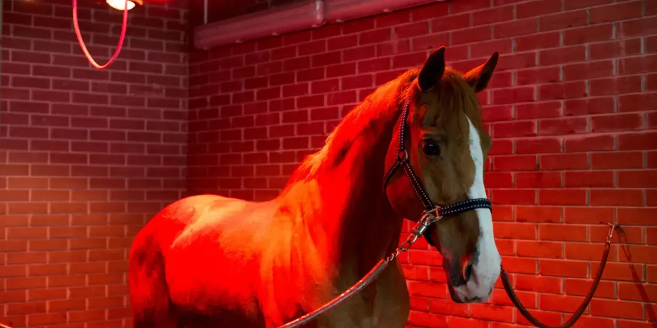 Cheval brun dans un solarium chevaux fait maison, baigné de lumière rouge.