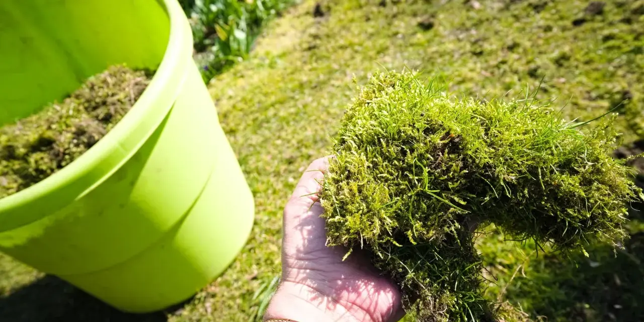 Ręka trzyma kępę mchu z trawą, zbieraną do zielonego wiadra. Mech rośnie na wilgotnej, żyznej glebie.