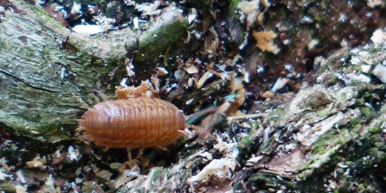 Un cochinilla anaranjada, que parece un pequeño armadillo, se arrastra sobre la corteza de un árbol. Los **ácaros pared** son pequeños y difíciles de ver, pero este cochinilla es un habitante común de la madera.