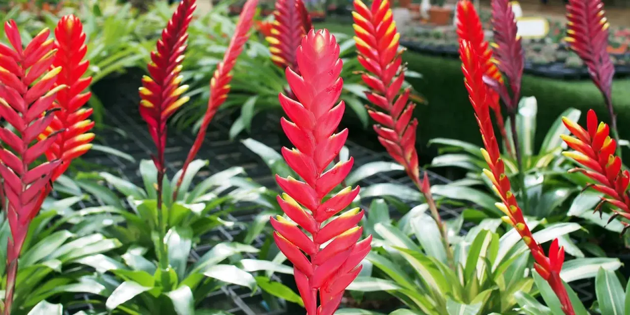 Vriesea rojas y amarillas, vibrantes y llenas de vida, evocan un vriesea significado espiritual de pasión y renovación.