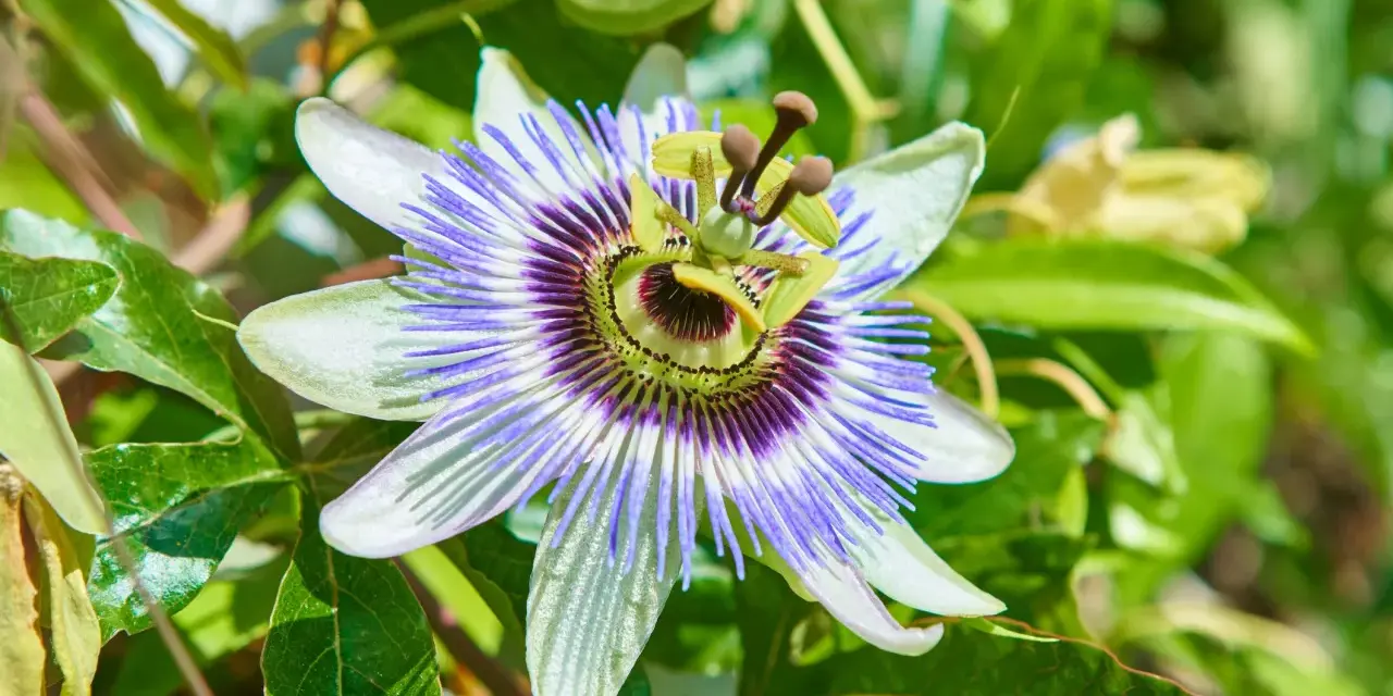 Passiflora: fiore esotico dalle mille proprietà. La sua bellezza complessa suggerisce i benefici per il benessere.