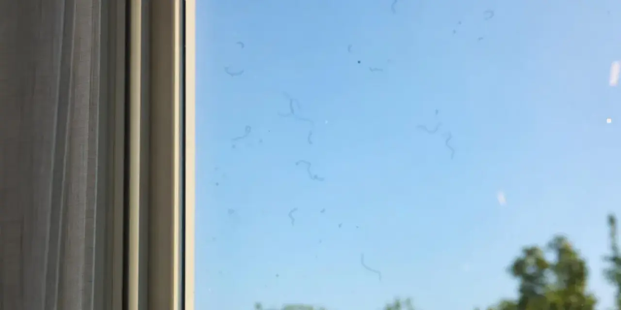 Sulla finestra, macchie scure e filiformi sembrano danzare nel cielo azzurro, ricordando i corpi vitrei negli occhi.