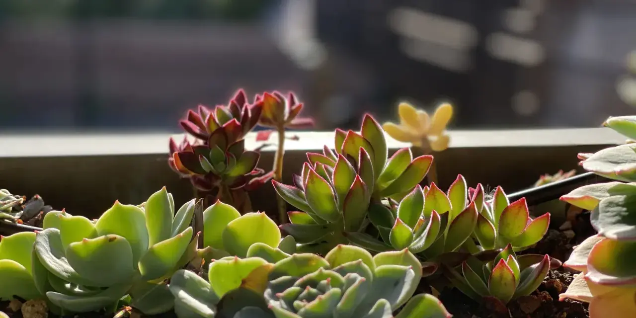 A close-up of various succulents in a planter, showing their vibrant green and red-tipped leaves. These plants are easy to care for, thriving in bright light and well-draining soil.