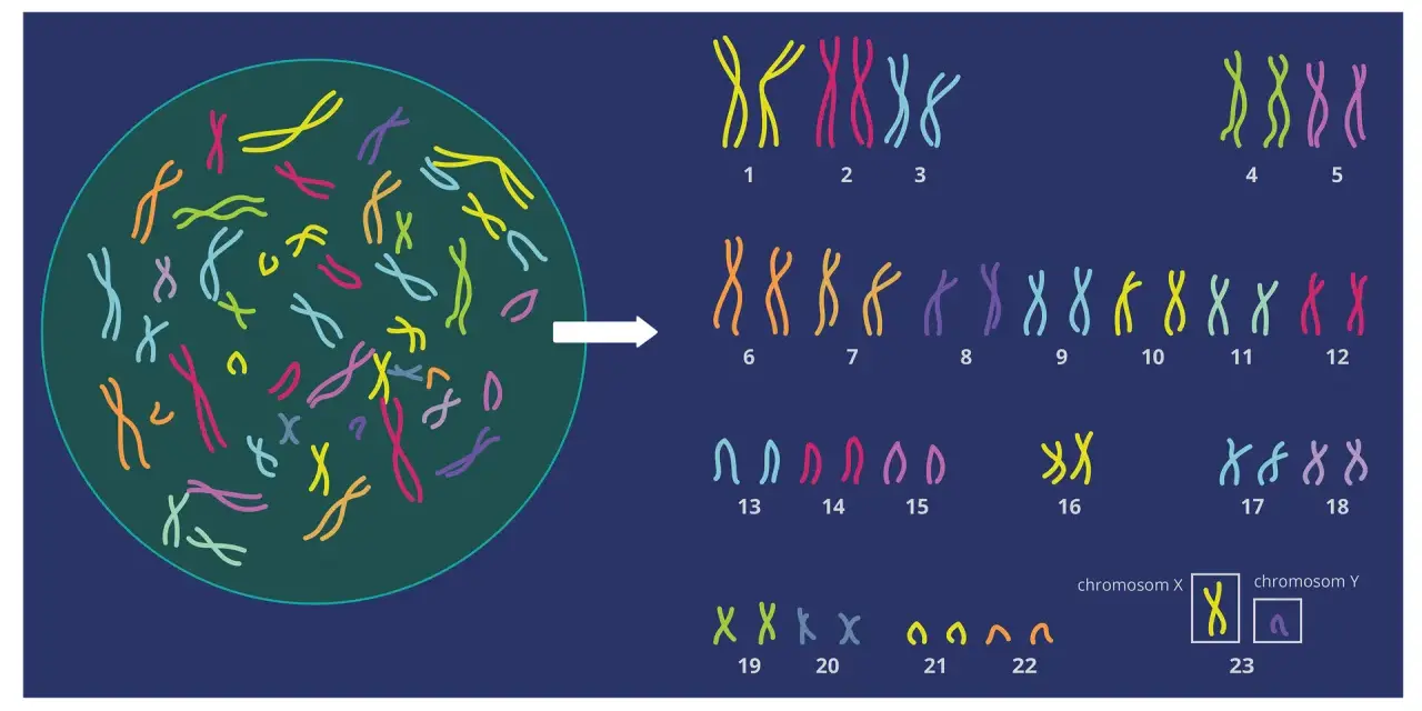 Ilustracja pokazuje, ile chromosomów ma człowiek: 23 pary, czyli łącznie 46.