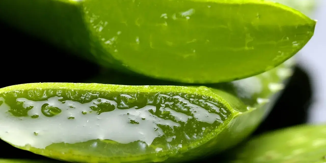 Rodajas de aloe vera, mostrando su gel translúcido y refrescante, ideal para el cuidado del pelo.