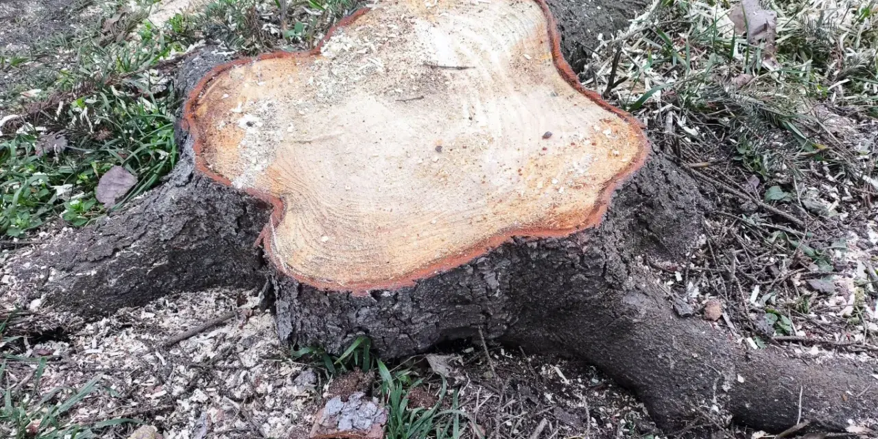 Świeżo ścięty pień drzewa z widocznymi słojami i korzeniami. Wokół trociny i trawa. Zastanawiasz się, jak usunąć pień drzewa?